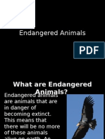 Endangered Animals