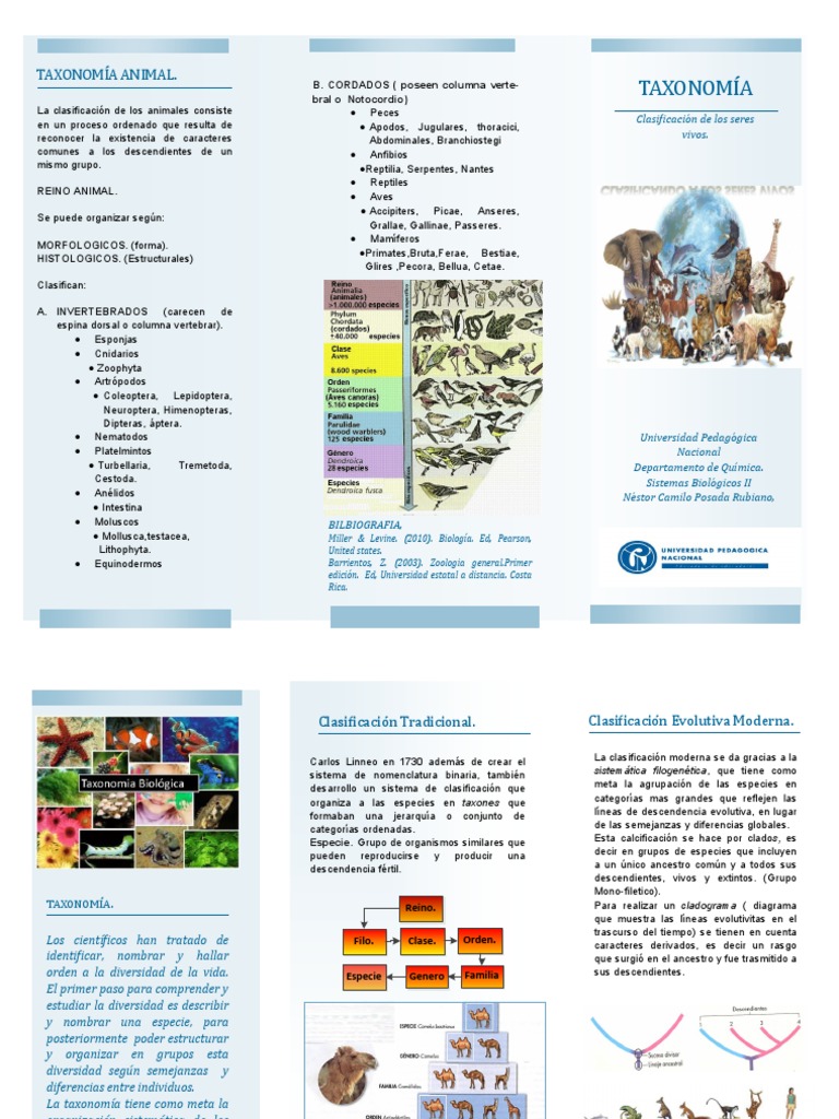Taxonomia Animal PDF | Clasificación biológica | Taxonomía (biología)