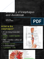 GIN PBL Anatomy of Esophagus and Duodenum