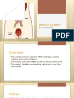 Urinary System