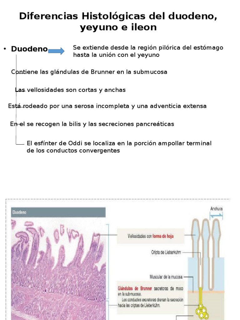 Histología del Duodeno, Yeyuno e Íleon | PDF