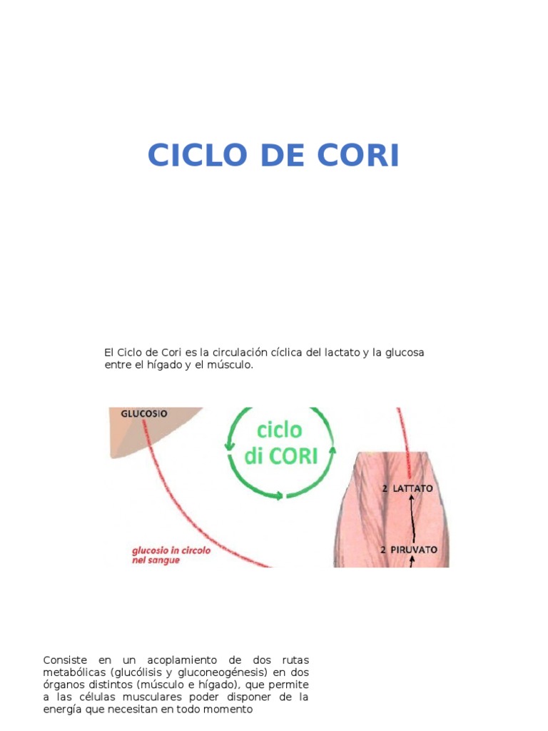Ciclo de Cori Ácido láctico Ciencia deportiva