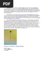 Download Zygomycota Or Zygote Fungi Is a Phylum by dokiedok SN26822258 doc pdf