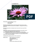 Echinacea Spp monograph