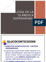 Fisiología de La Glándula Suprarrenal