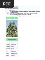 Download Jatropha curcas by acjaya906701 SN26840375 doc pdf