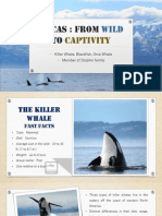 ORCAS: From To: Captivity