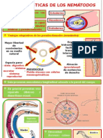 Phylum NEMÁTODOS 