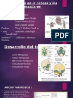 Desarrollo de A Cabeza y Los Maxilares