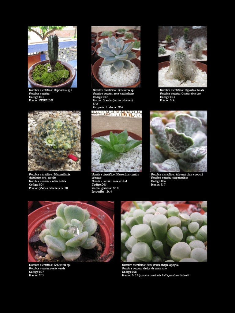 Catalogo Cactus Del Pacifico-2014-04-01 PDF | PDF Flora | Plantas