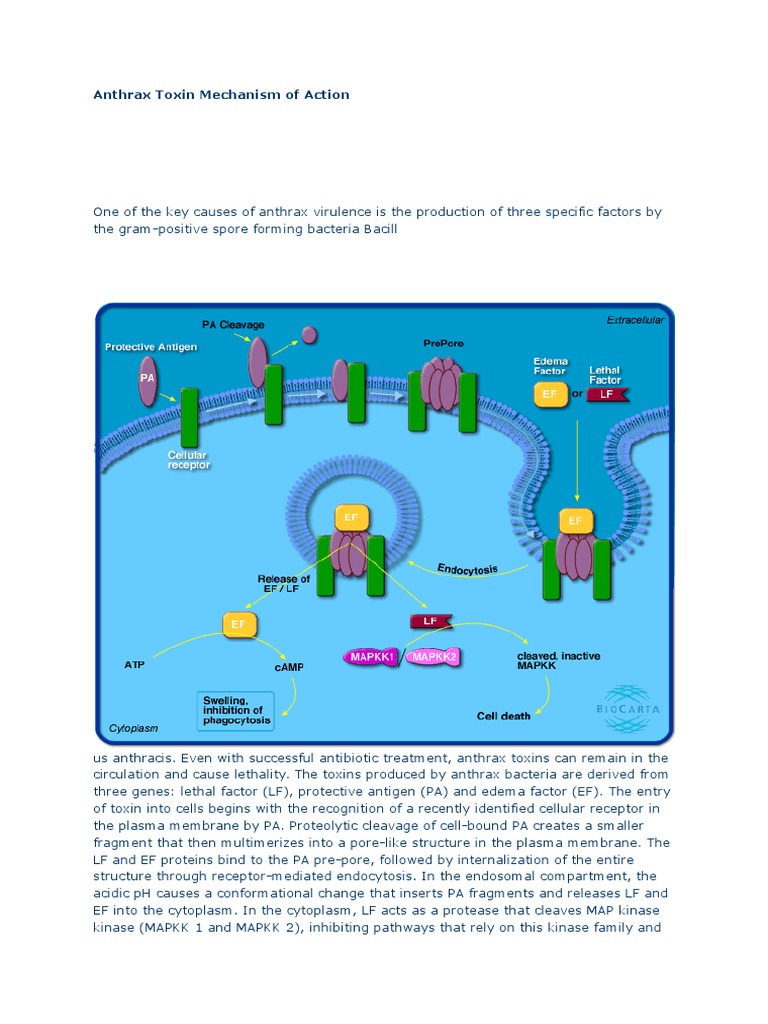 Anthrax Toxin Action Mechanism | PDF | Biosynthesis | Metabolic Pathway