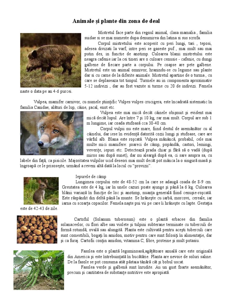 Animale Si Plante Din Zona de Deal | PDF