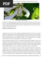 Pata-De-Vaca – Bauhinia Fortificata