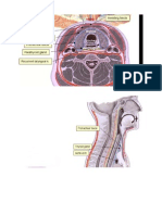 Thyroid Anatomy