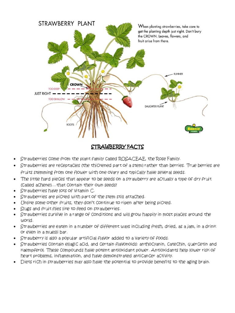 Strawberries Science PDF Strawberry Osmosis