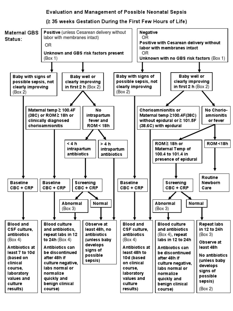 Sepsis Updated Algorithm Maternal Health Wellness