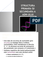 Structura Primara Și Secundara A ADN-ului