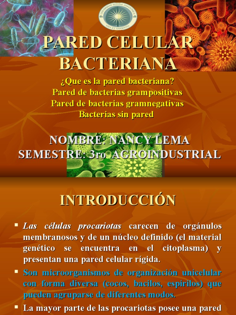 Estructura y Tipos de Pared Celular Bacteriana | PDF | Bacterias Gram ...