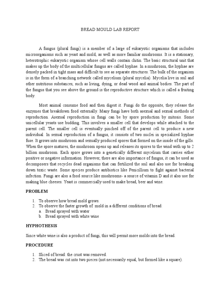 Bread Mould Lab Report Fungus Mold