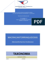 Macracantorinchus Hirudinaceus