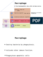 Im4 Macrophage