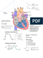 Ventricular Action Potential: Cardiac Cycle