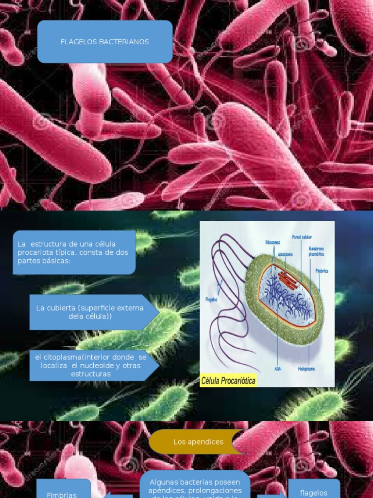 Tipos y Estructura de Flagelos Bacterianos | PDF | Las bacterias | Tinción