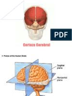 Clase 9 - Corteza Cerebral I