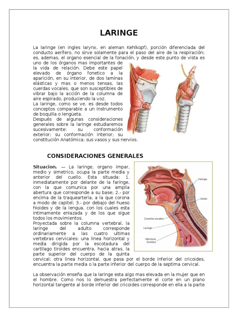 Anatomía de la Laringe | Laringe | Cáncer