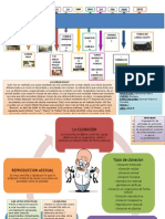 Esquema de La Clonacion ROCIO