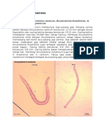 Patogenesis Cutaneus Larva Migran