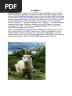Download Kambing Ternak Capra Aegagrus Hircus Adalah Subspesies by apeseratus SN26875309 doc pdf