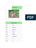 Arce rojo americano: clasificación, descripción y cultivo del Acer rubrum
