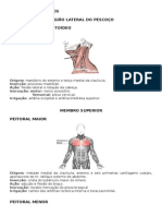 Principais Músculos Anatomia Básica