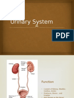 Urinary System