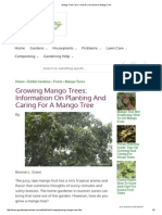 Mango Tree Care