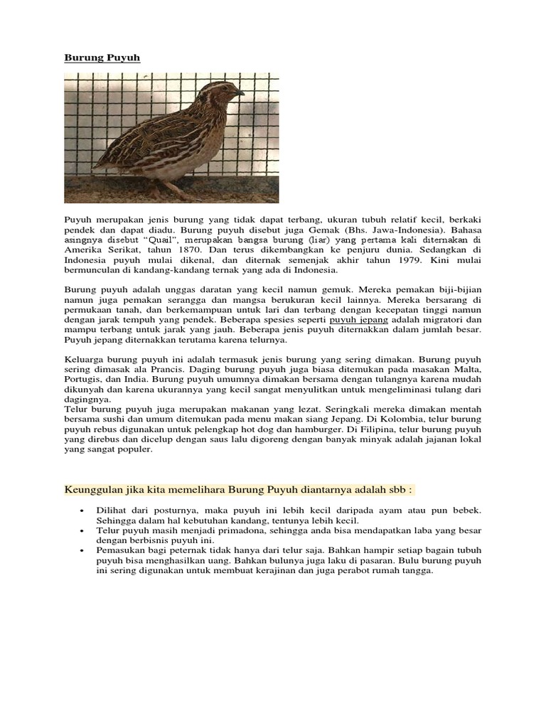 13+ Burung Puyuh Bisa Terbang Atau Tidak Background