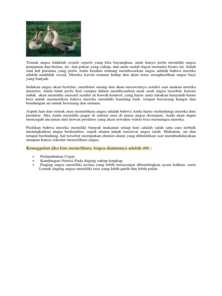 Panduan Ternak Angsa yang Sukses | PDF | Teknologi & Rekayasa