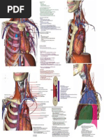 Thoracic Anatomy