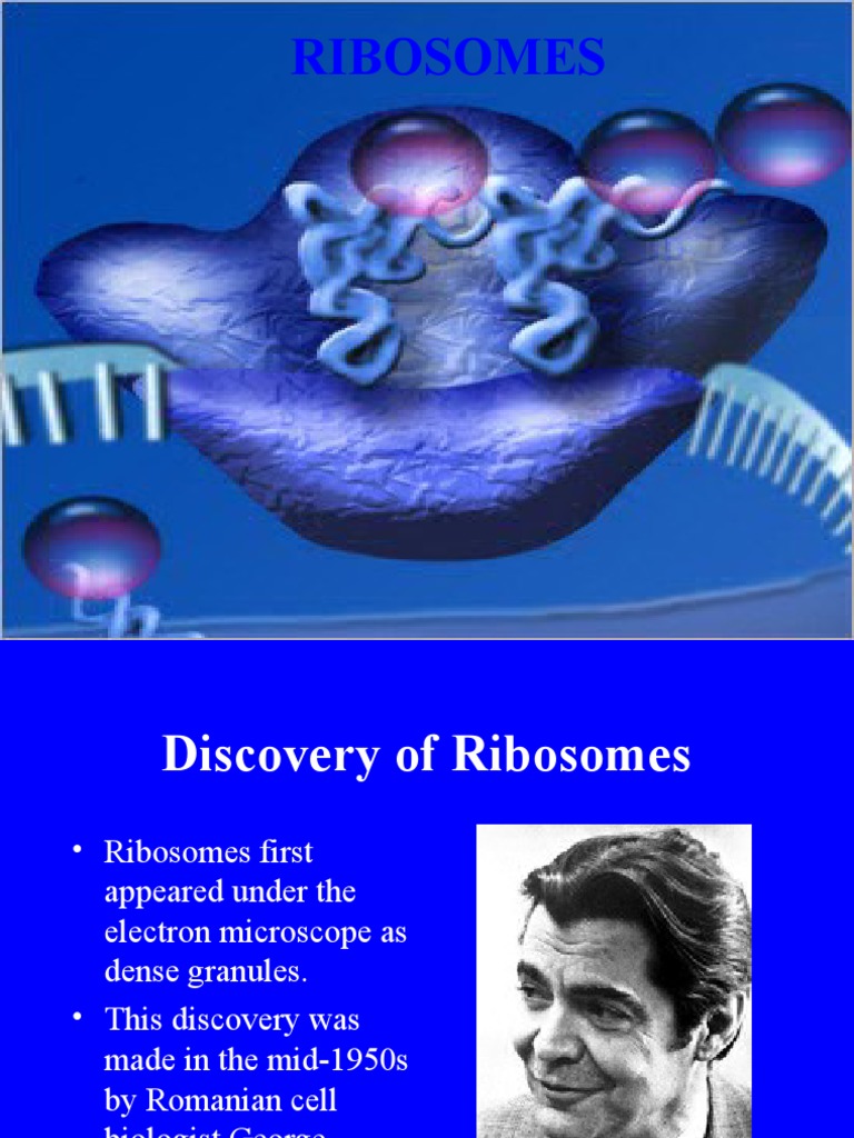 Ribosomes | PDF