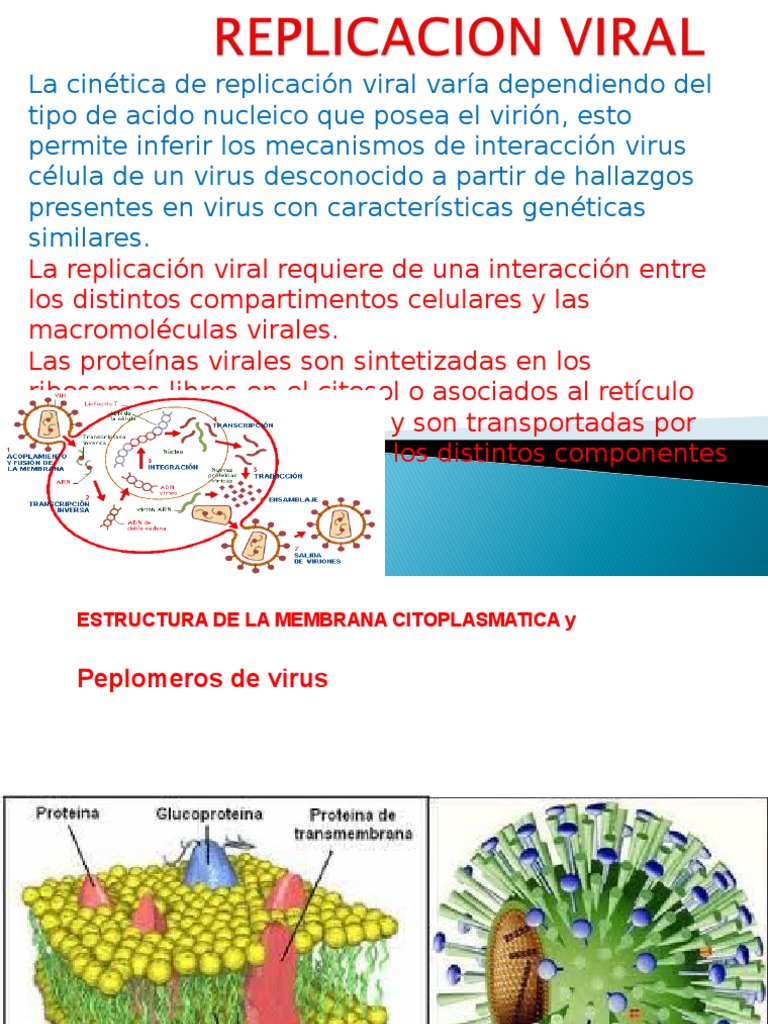 Replicacion Viral | Virus | Rna