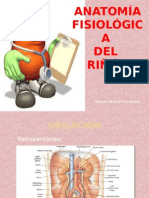 Anatomía Fisiológica Del Riñón
