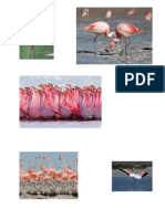 Pasarea Flamingo - Proiect Word