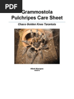 Chaco Golden Knee Grammostola Pulchripes Care Sheet by Albert Abarquez