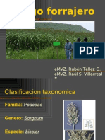 7256853-Sorgo-forrajero