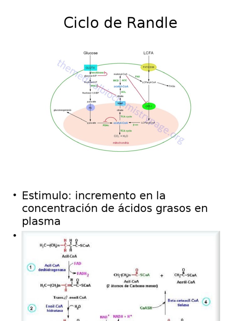 Ciclo de Randle | PDF