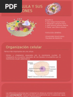 La Célula y Sus Funciones