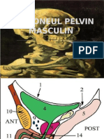Peritoneul Perineal Masculin