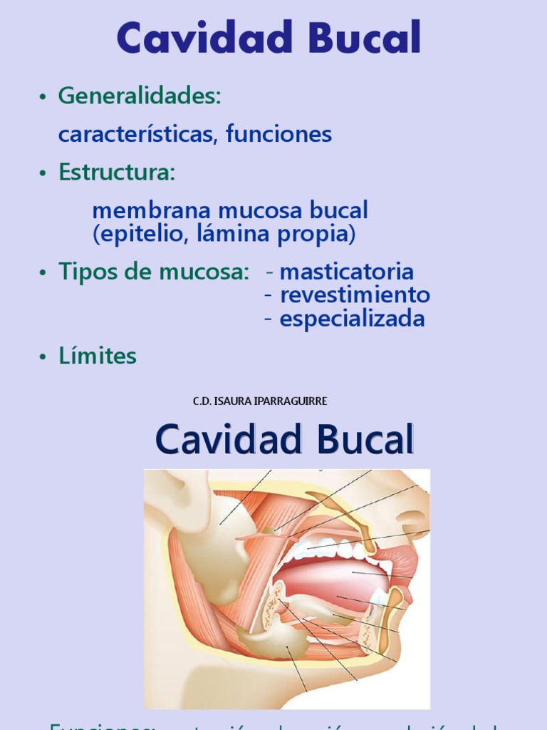Lesiones Labiales y Cavidad Bucal | PDF | Labio | Sistema digestivo humano