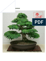 Memorias Curso Básico de Bonsai PDF